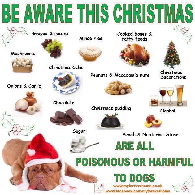 Can You Give Dogs Chicken Bones To Eat Can You Give Dogs Chicken Bones To Eat