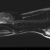 Koirien syringomyelia MRI-kuvaukset KEK:ssa