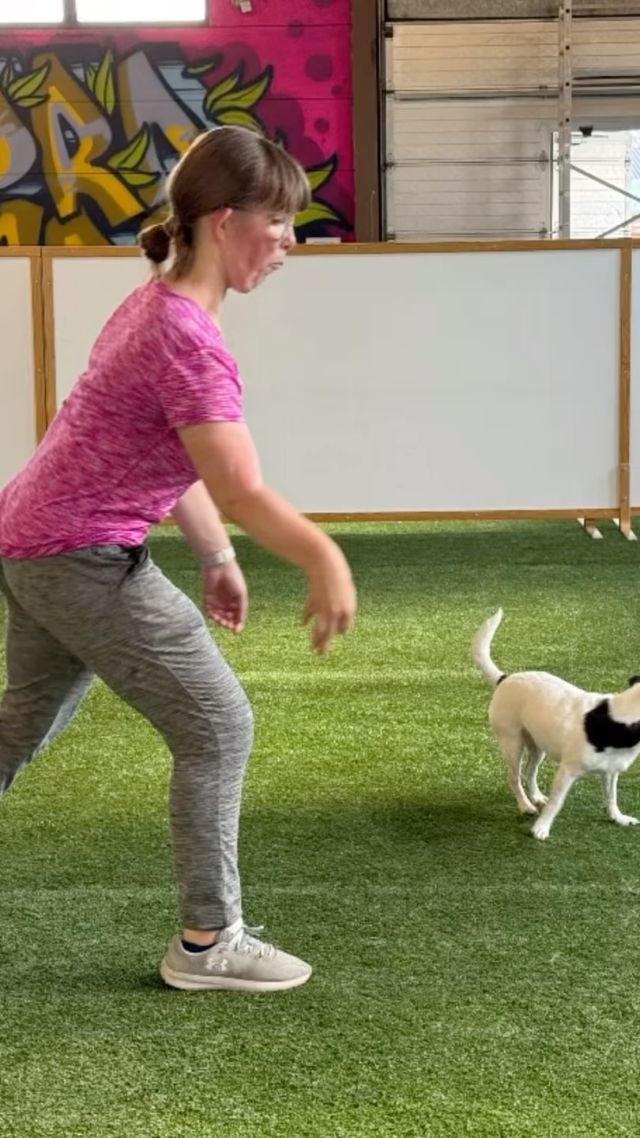 LouLoun &  Ruusun agilitytreeneissä ProPerrolla on ennenkaikkea hauskaa🐾💞